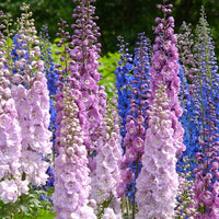 Delphinium Elatum Pink Mix Seeds for Planting Flower Borders Home Garden
