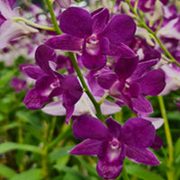 Dendrobium Flower seeds for Planting Wildflower Mix Heirloom & GMO Free Seeds for Home Garden