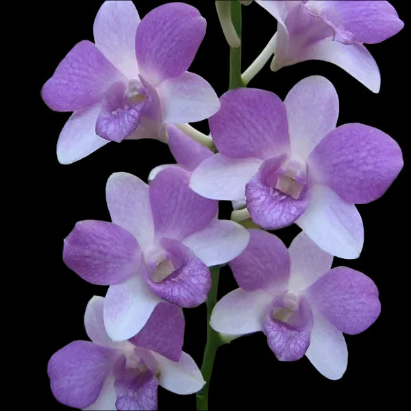 Sky Blue Dendrobium Flower seeds for Planting Long Bloom Season Heirloom & GMO Free Seeds for Home Garden 
 
 Sale