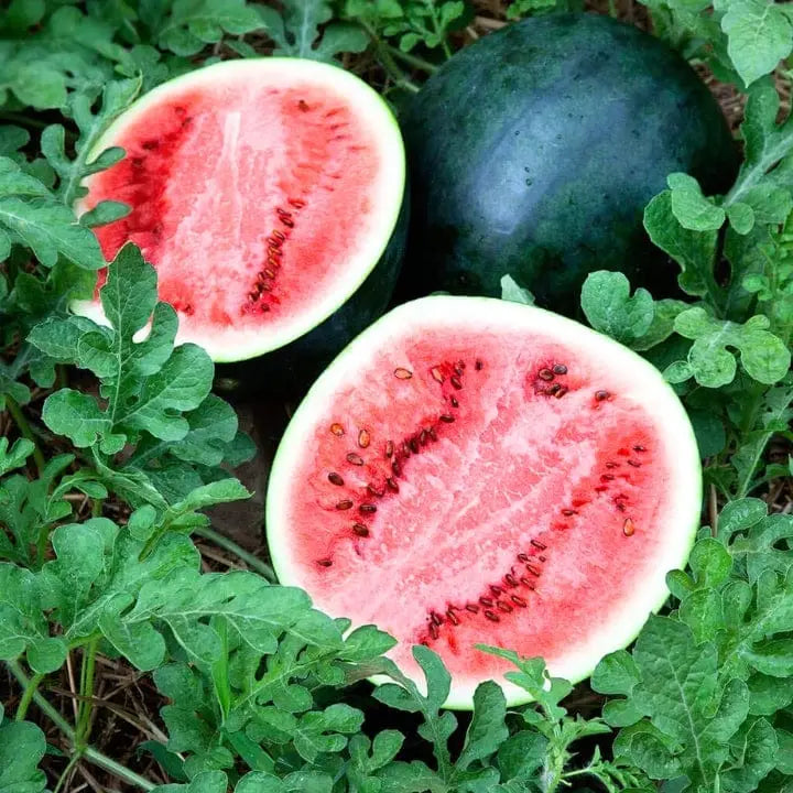 Densuke Watermelon fruit seeds for growing in backyard gardens and edible landscapes.