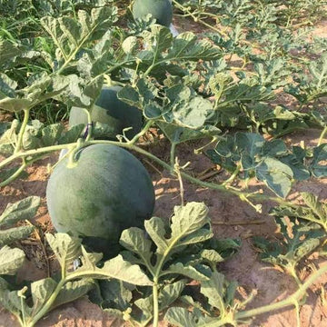 Mature Densuke watermelon growing in a sunny outdoor garden