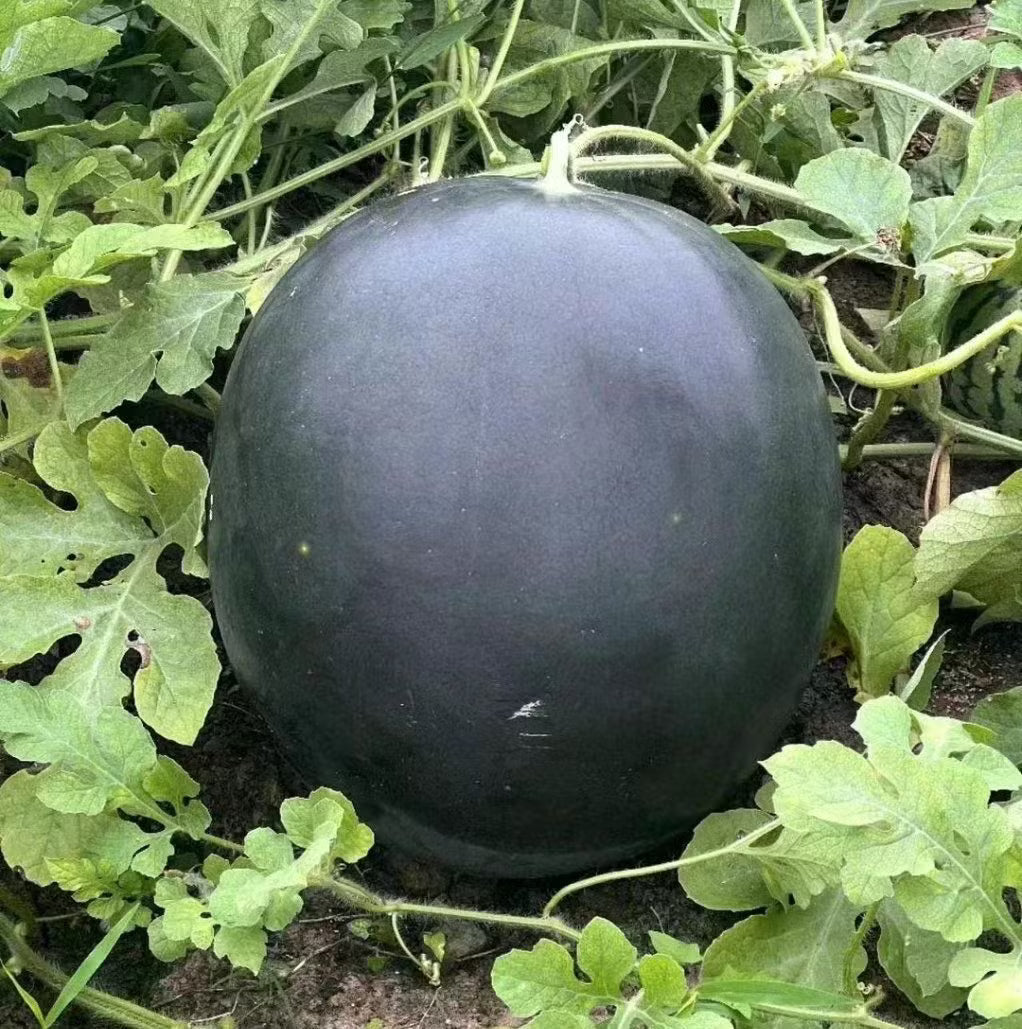 Densuke watermelon seeds for planting in home gardens and raised beds