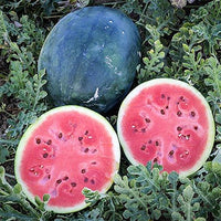 Densuke Watermelon seeds for planting Citrullus lanatus