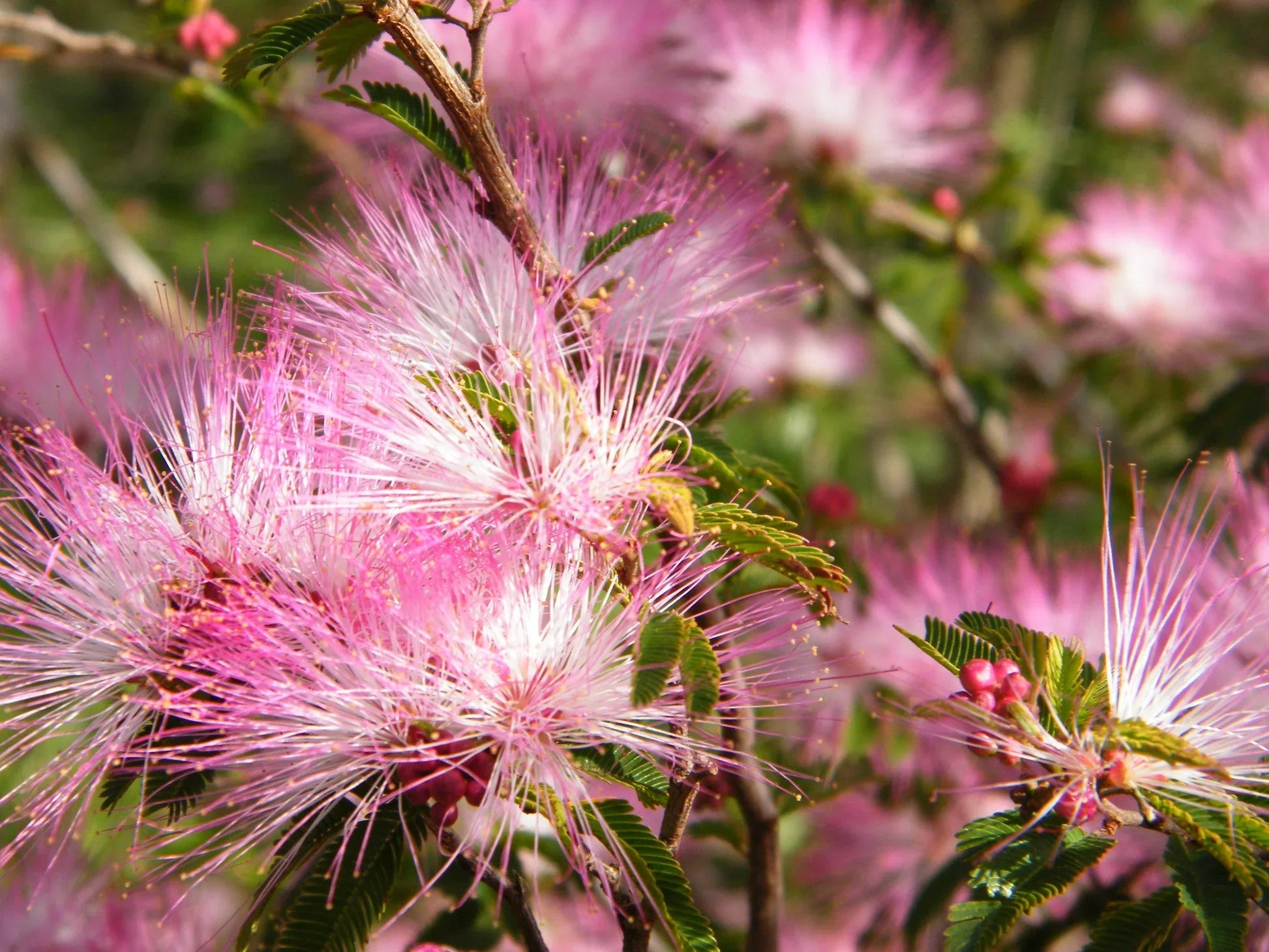 Desert Fairy Duster flower seeds suitable for rock gardens and containers.