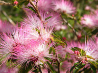 Desert Fairy Duster flower seeds suitable for rock gardens and containers.