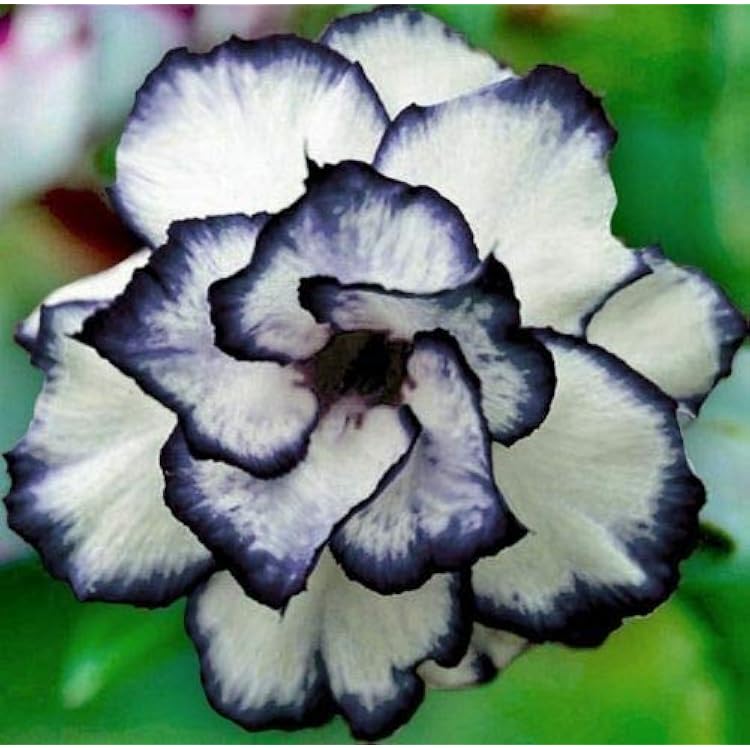 Ornamental Desert Rose flower seeds for pots, patios, and landscape planting.