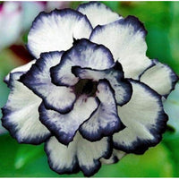 Ornamental Desert Rose flower seeds for pots, patios, and landscape planting.