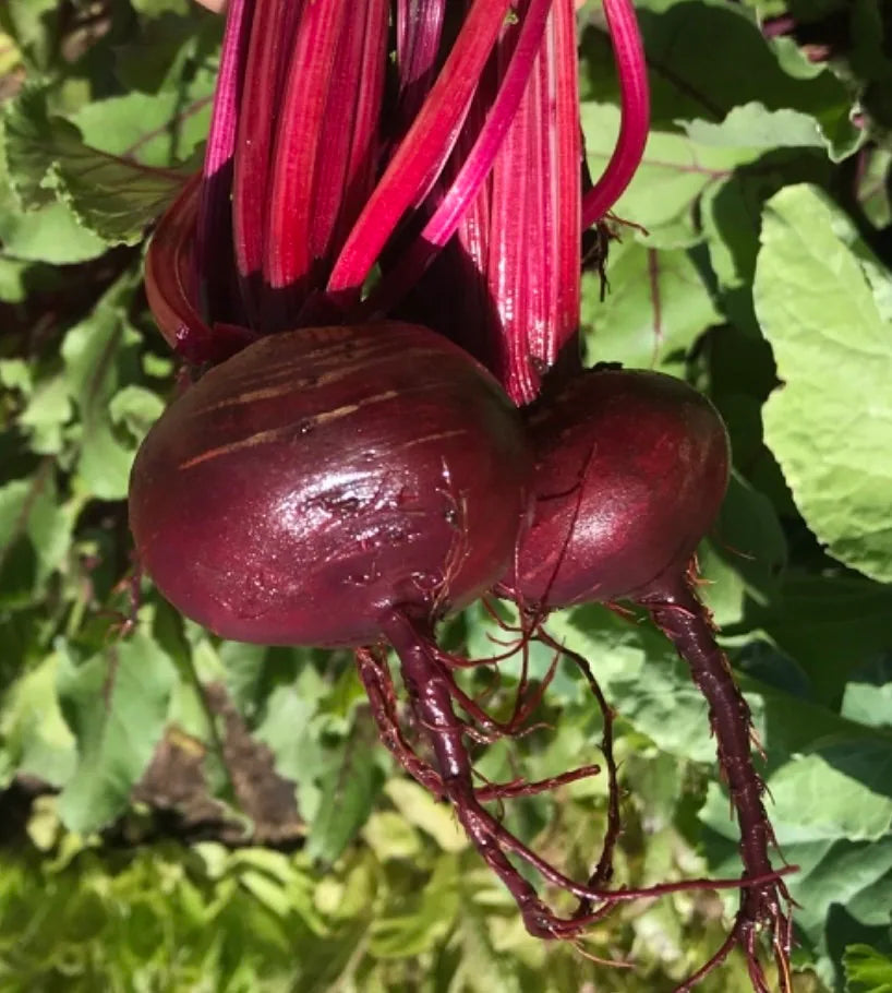 Fresh Deep Red Detroit Dark Red Beet Roots