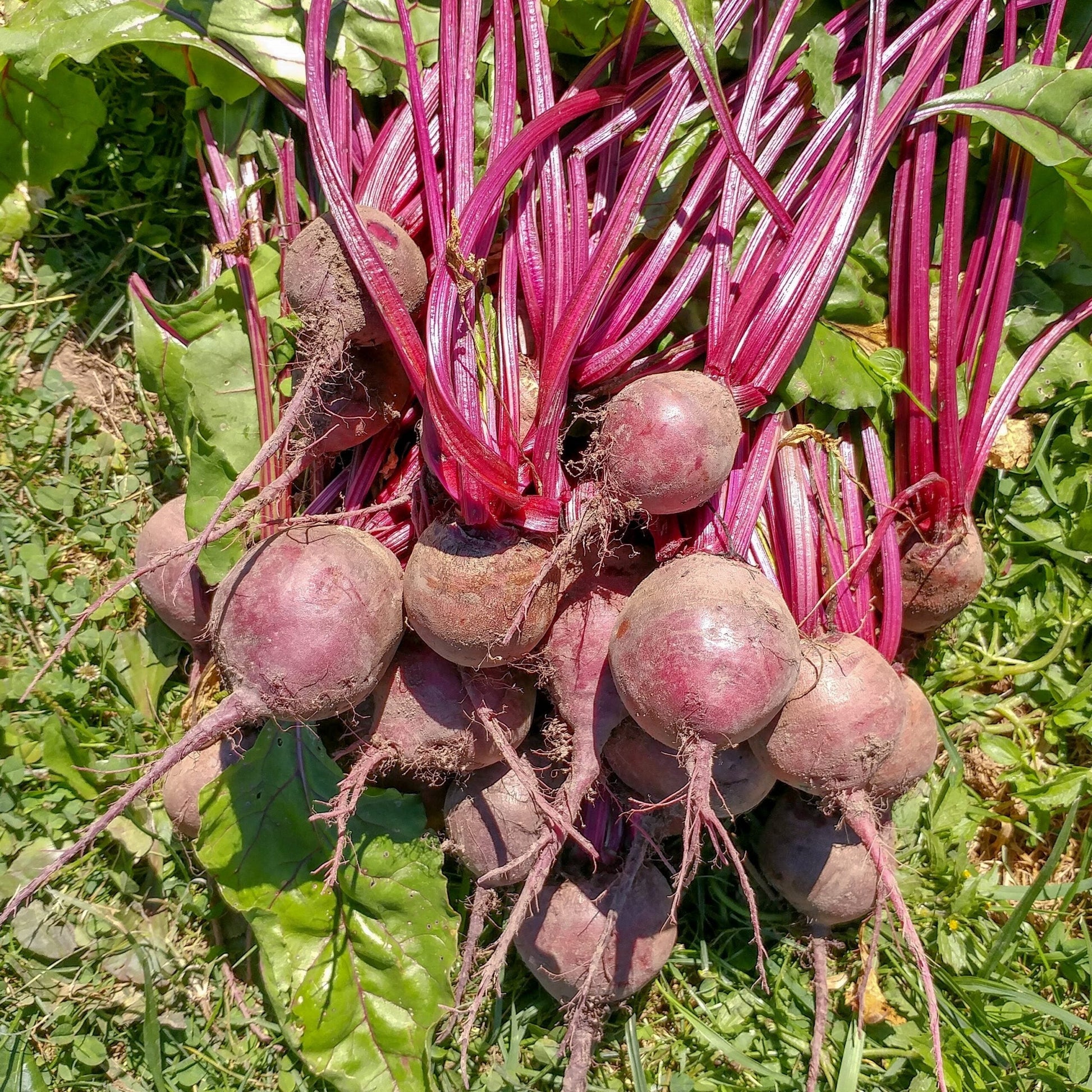 Detroit Dark Red Beet Seeds for Planting