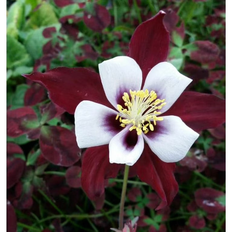 Burgundy Columbine Flower Seeds Bright Blooms Heirloom & GMO Free Seeds for Home Garden
 
 Sale
