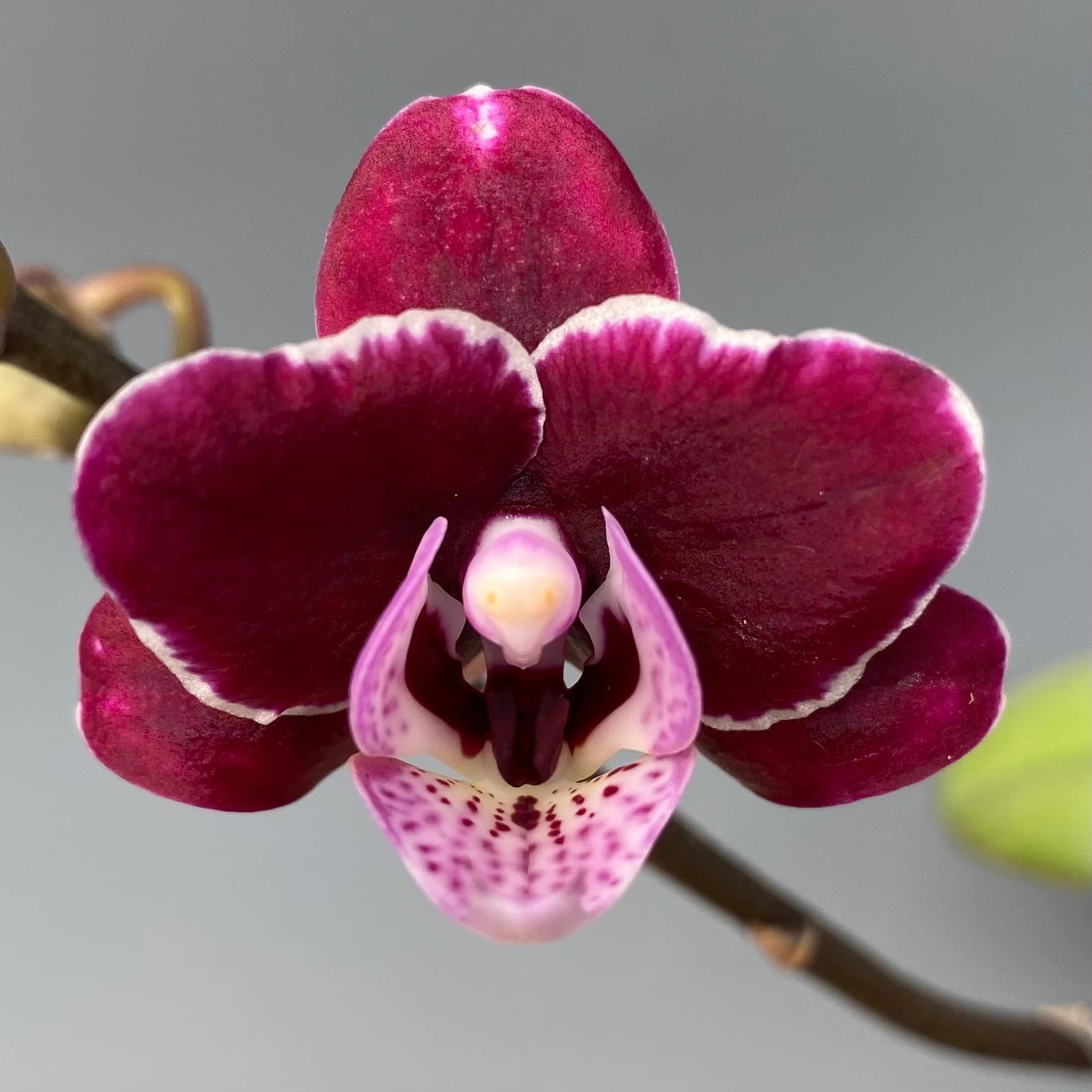 Phalaenopsis Orchid Flower seeds for Planting - Hardy Variety, Heirloom & GMO Free Seeds for Home Garden