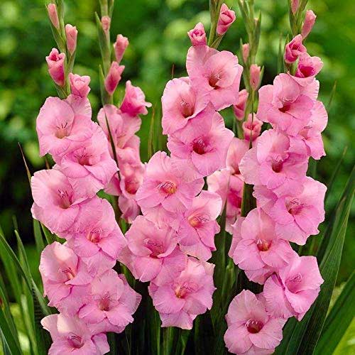 Baby Pink Red Gladiolus Flower Seeds for Planting Long Bloom Season Heirloom & GMO Free Seeds for Home Garden
 
 Sale
