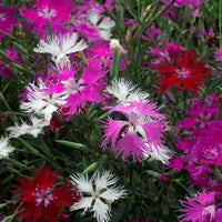 Dianthus Superbus Flower seeds for Planting Wildflower Mix Heirloom & GMO Free Seeds for Home Garden 
 
 Sale