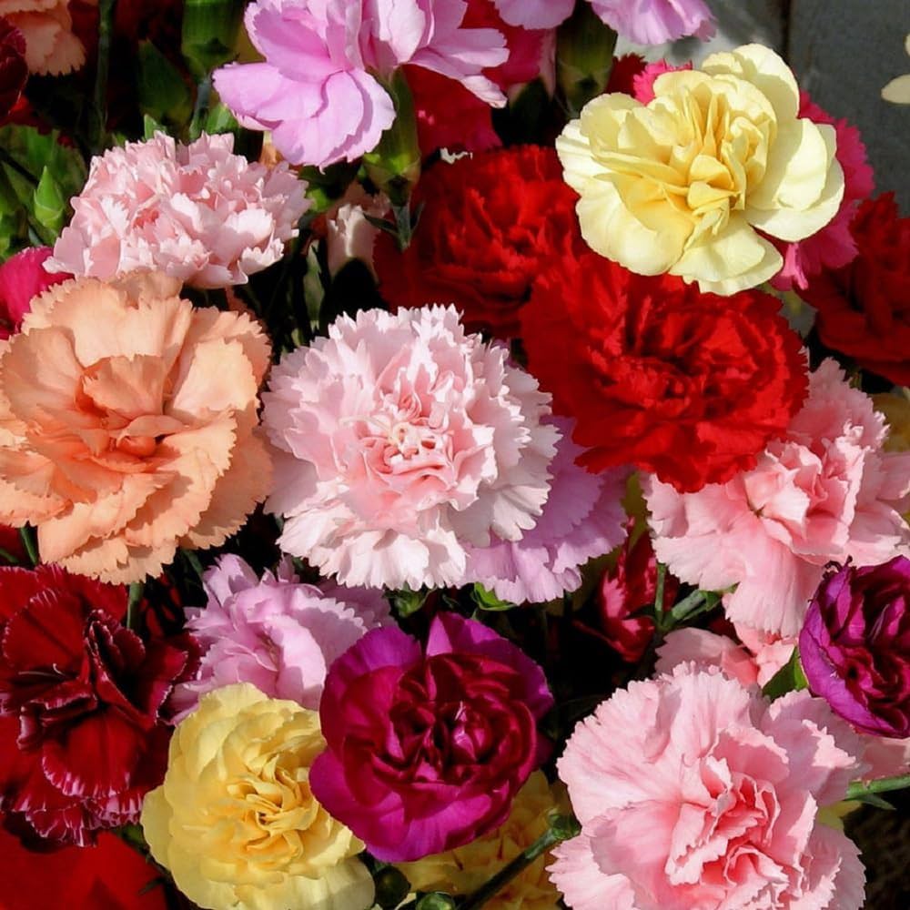 Dianthus Caryophyllus Mixed Flower Seeds for Planting