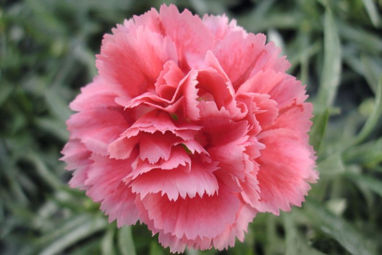 Carnation Dianthus Flower seeds for Planting Pollinator Friendly Heirloom & GMO Free Seeds for Home Garden