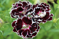 Dianthus Velvet N Lace Seeds for Planting Dianthus Barbatus flower bed cottage garden
