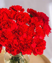 Red Dianthus growing in container