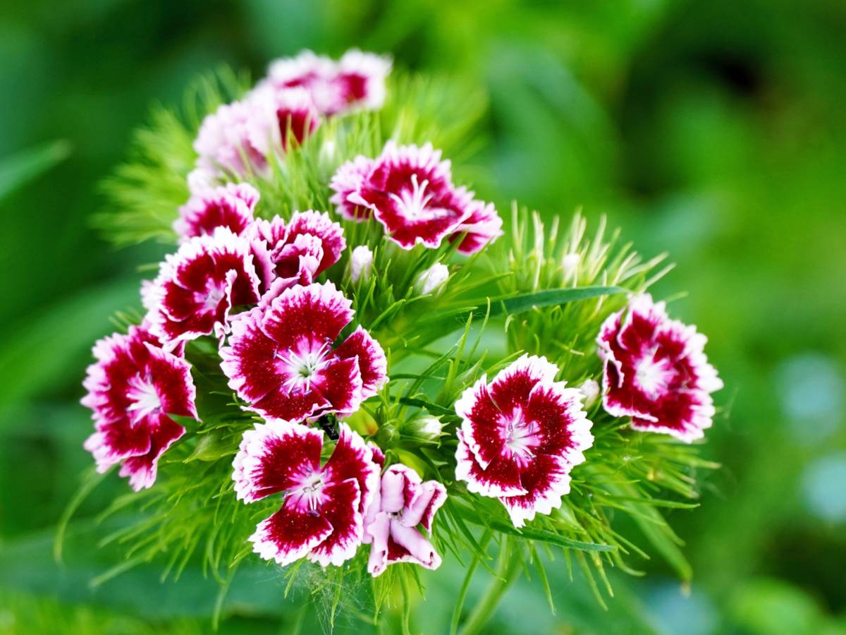 Dianthus Flower Seed Flower seeds for Planting Hardy Variety Heirloom & GMO Free Seeds for Home Garden