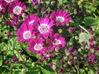 Pink Cineraria Flower seeds for Planting Cut Flower Favorite Heirloom & GMO Free Seeds for Home Garden 
 
 Sale