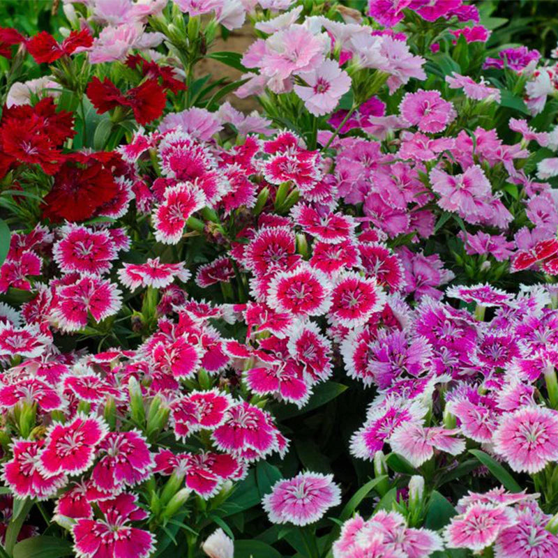 French Dianthus Annual Frills Seeds for Planting flower bed