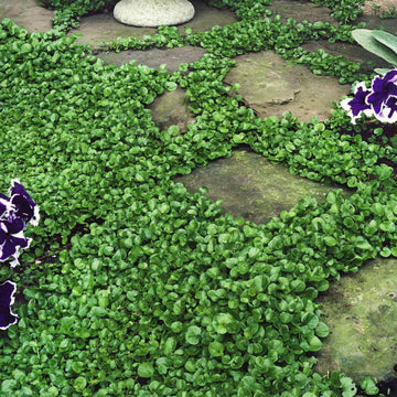 Dichondra repens seeds for planting as an ornamental ground cover