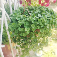 Dichondra repens forming a lush green ground cover in a home garden.