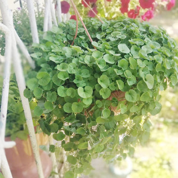 Dichondra repens forming a lush green ground cover in a home garden.