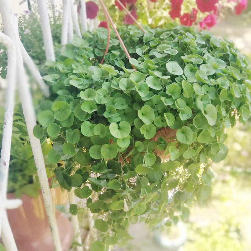 Dichondra repens forming a lush green ground cover in a home garden.