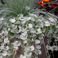 Dichondra Silver Falls seeds suitable for ground cover and rock gardens.
