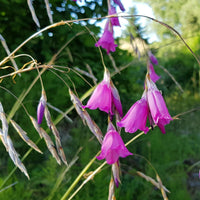 Dierama Flower seeds for Planting Pollinator Friendly Heirloom & GMO Free Seeds for Home Garden