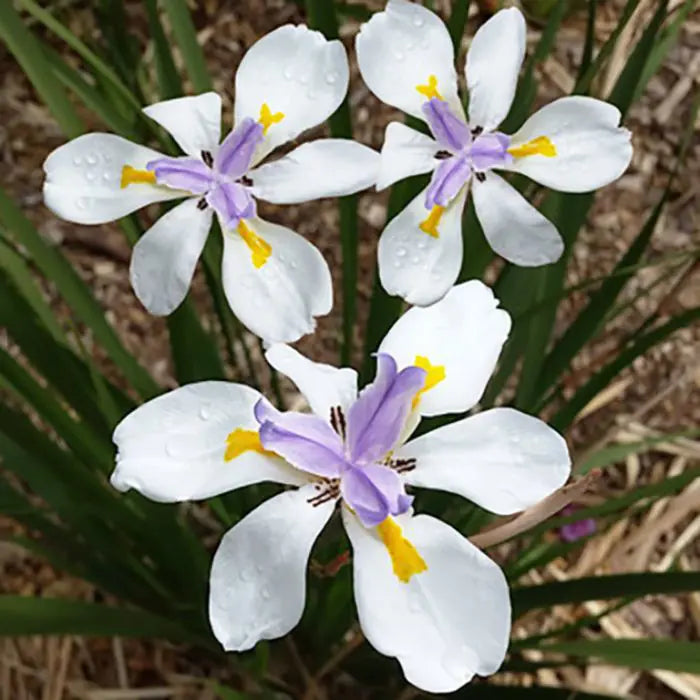 Tiny Dancer Flower seeds for Planting Wildflower Mix Heirloom & GMO Free Seeds for Home Garden