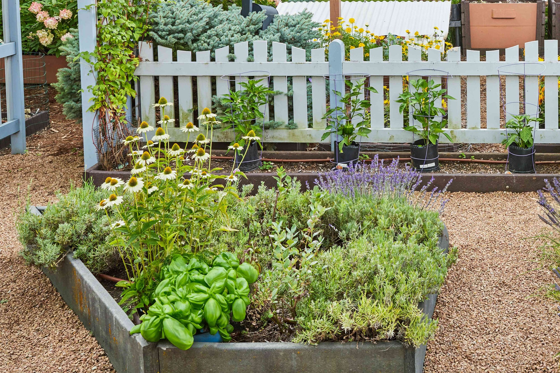Dill, Chives, and Sage herb seeds variety pack for home gardens