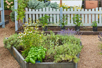 Dill, Chives, and Sage herb seeds variety pack for home gardens