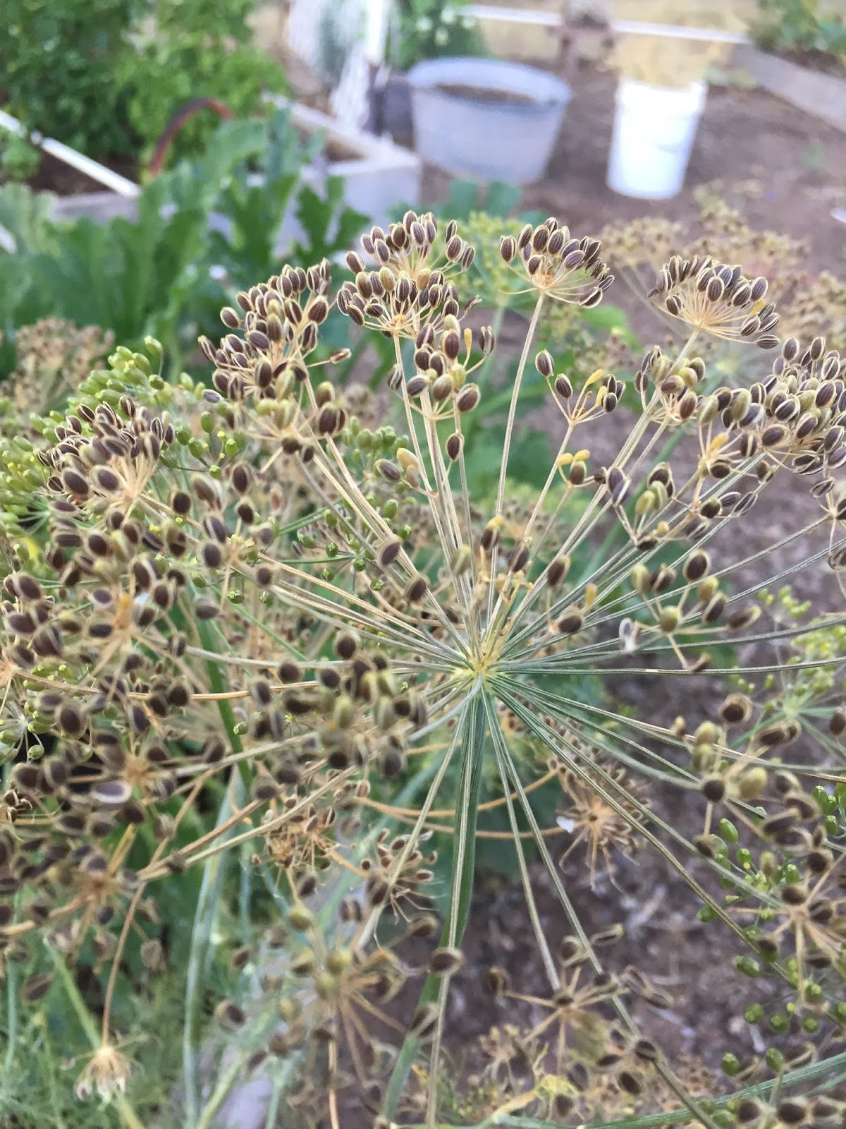 Dill Seeds Germinating in Moist Garden Soil