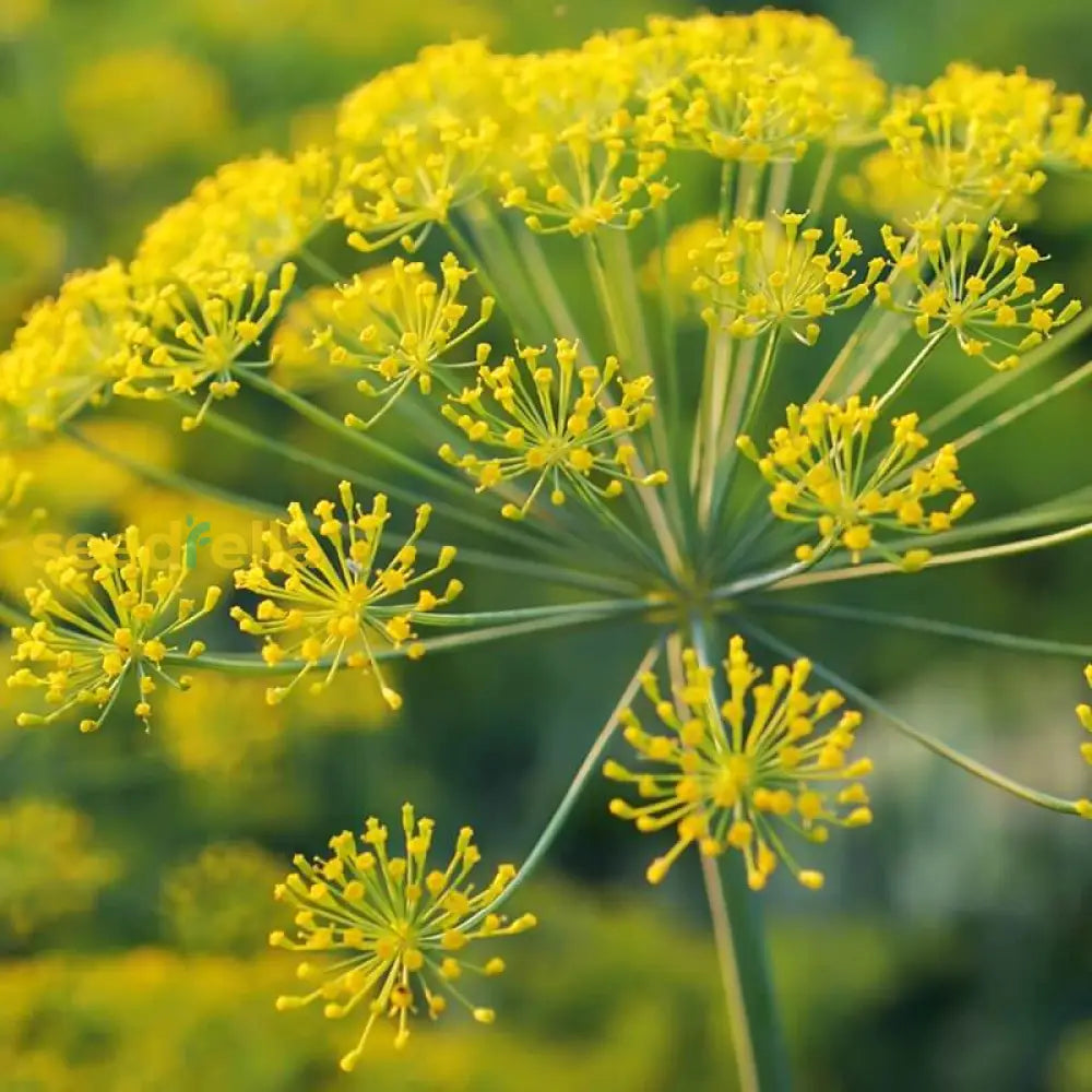 Dill Seeds for Pickling and Culinary Use – Yellow Mammoth Variety