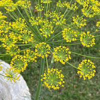 Fresh green dill herb growing in a kitchen garden.