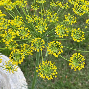 Fresh green dill herb growing in a kitchen garden.