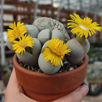 Dinteranthus Wilmotianus Succulent Flower seeds for Planting, Premium Quality Heirloom & GMO Free Seeds for Home Garden