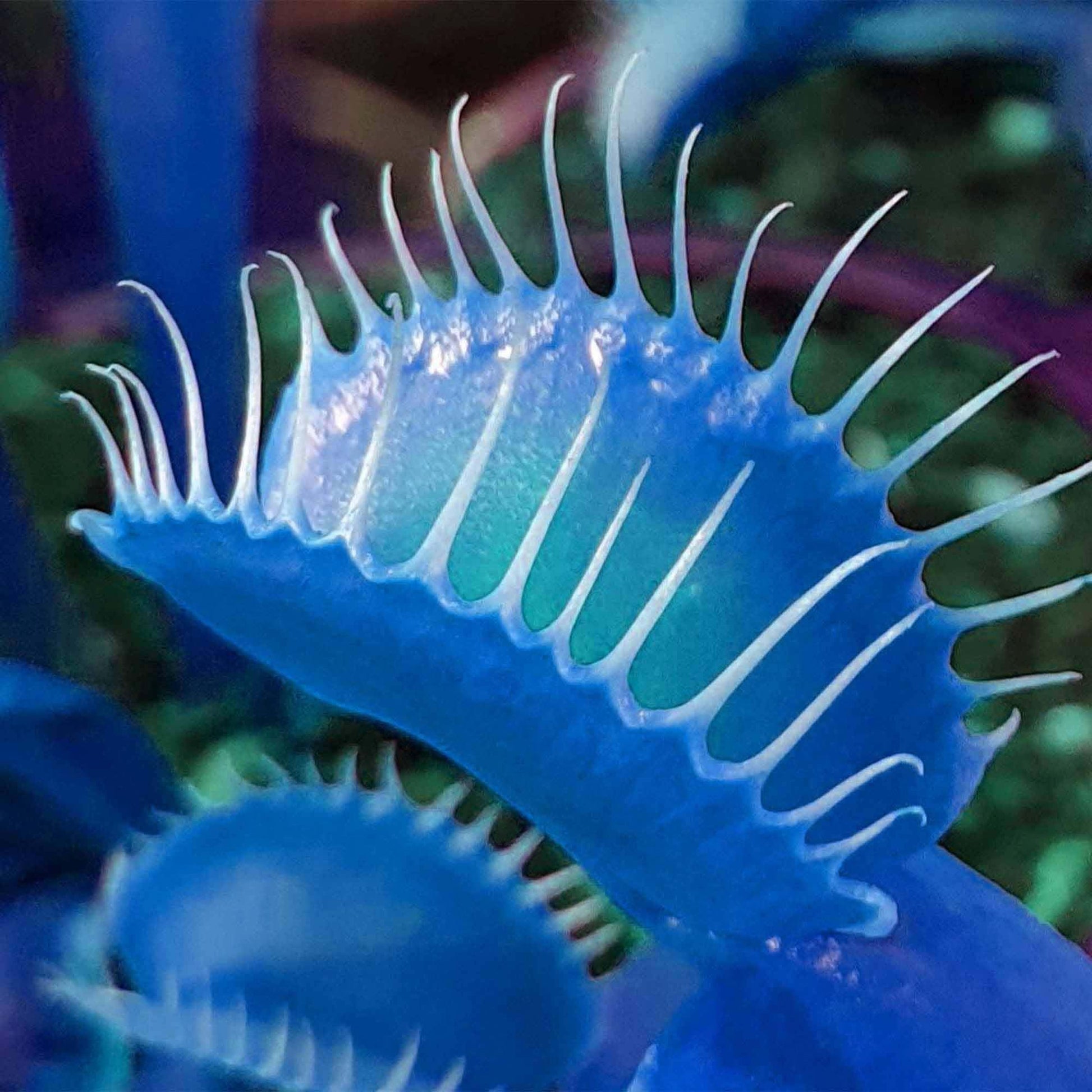 Dionaea muscipula seeds suitable for containers and outdoor bog gardens.