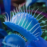 Dionaea muscipula ornamental plant seeds for terrariums and home gardens.