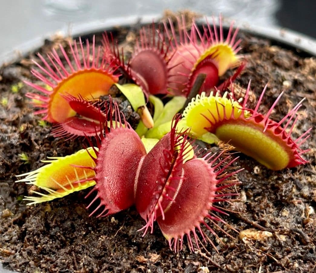 Dionaea muscipula plant featuring vibrant purple leaves in a pot