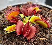 Dionaea muscipula plant featuring vibrant purple leaves in a pot