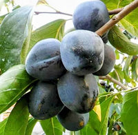 Diospyros digyna seeds for growing an evergreen tropical fruit tree.