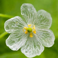Diphylleia grayi flower seeds suitable for woodland gardens and containers.