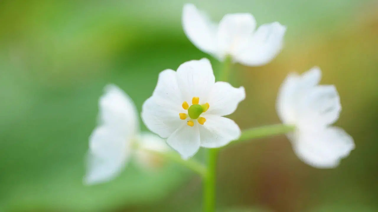 Diphylleia Grayi Skeleton Flower seeds for planting 