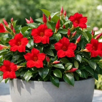 Heirloom Red Dipladenia seeds for growing ornamental climbing plants.