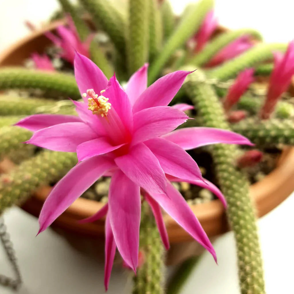 Pink Flagelli Flower seeds for Planting Garden Favorite Heirloom & GMO Free Seeds for Home Garden
 
 Sale seeds for home garden planting