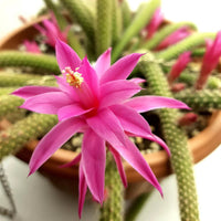 Pink Flagelli Flower seeds for Planting Garden Favorite Heirloom & GMO Free Seeds for Home Garden
 
 Sale seeds for home garden planting
