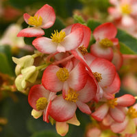 Red White Begonia Flower seeds for Planting - Fragrant Blossoms, Heirloom & GMO Free Seeds for Home Garden
