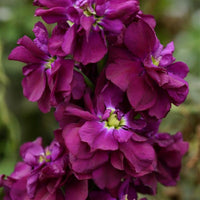 Matthiola Incana Deep Purple Flower seeds for Planting - Garden Favorite, Heirloom & GMO Free Seeds for Home Garden